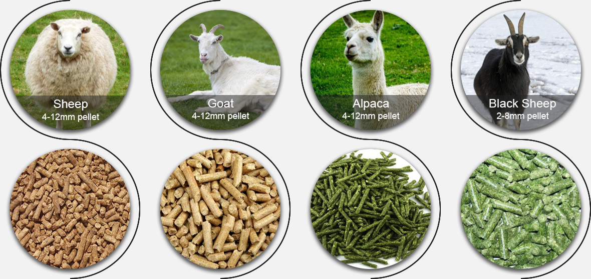 Sheep Feed Pellet Production Line