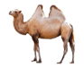 Camel feed production line