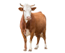 Cattle feed production line
