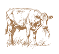 Cattle