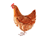 Chicken feed production line