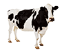 Cow feed production line