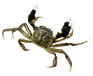 Crab Feed production line