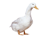 Duck feed production line