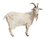Goat feed production line