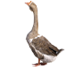 Goose feed production line