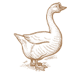 Goose
