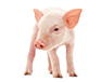 Pig feed production line