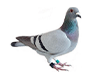 Pigeon feed production line