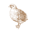 Quail