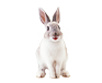 Rabbit feed production line