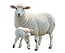 Sheep feed production line