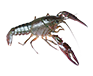 Shrimp feed production line