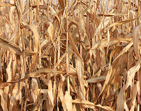 Straw, Wheat Straw