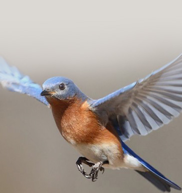 bird feed