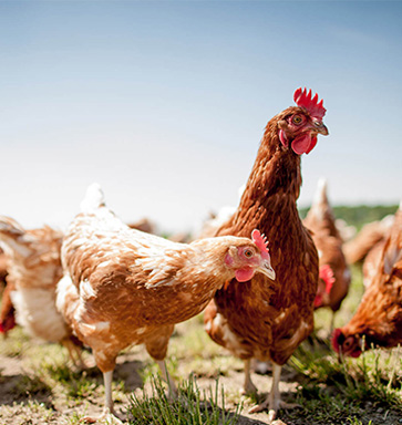 chicken feed