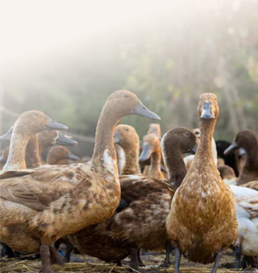 duck feed machine