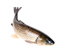 fish feed production line