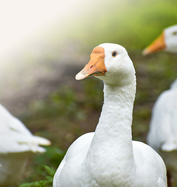goose feed