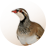quail