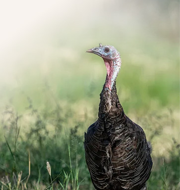 turkey feed