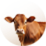 Cattle