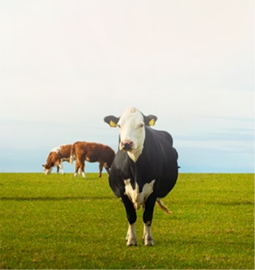 Cow feed machine