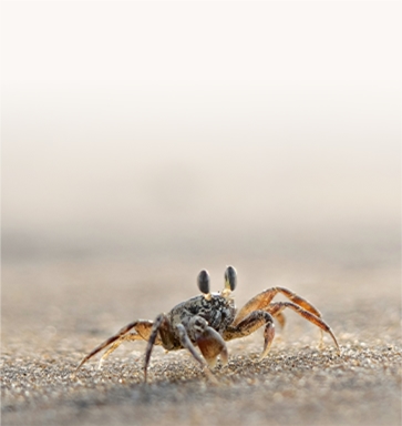 Crab Feed Machine