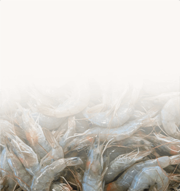 Shrimp Feed Machine