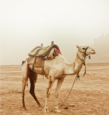 camel feed machine