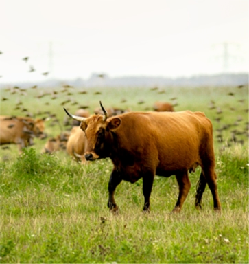 cattle feed machine