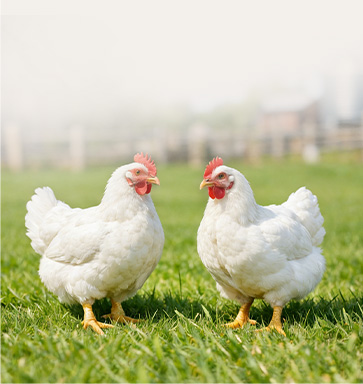 laying hen feed