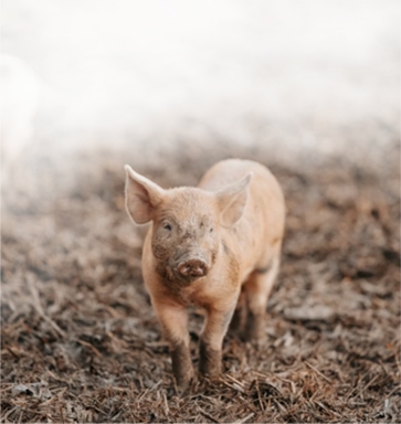 pig feed machine