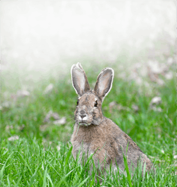 rabbit feed machine
