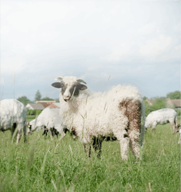 sheep feed machine